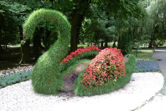 Ilustračný obrázok k článku FOTO: Labuť v lučeneckom parku čelí nájazdom návštevníkov. Ako ju mesto ochráni?