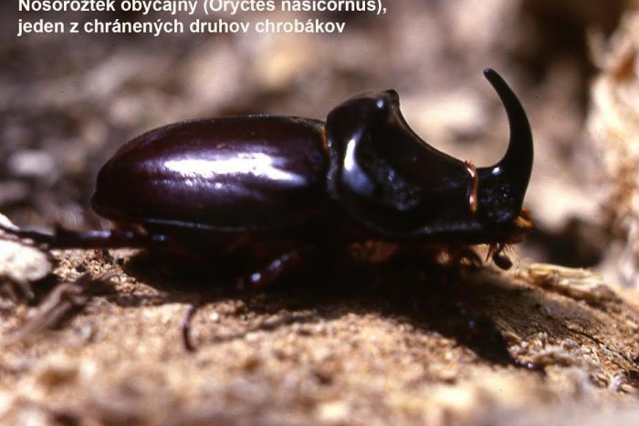 Ilustračný obrázok k článku Devínska Kobyla - kvitnúca botanická záhrada