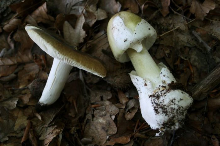 Ilustračný obrázok k článku Otrava muchotrávkou zelenou v Košiciach! Pacientovi museli transplantovať pečeň