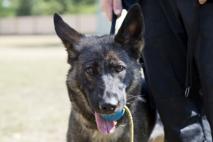 Ilustračný obrázok k článku Z KAŽDÉHO KÚTA: Rušné ráno u Kaliňáka i "prominentní" extrémisti