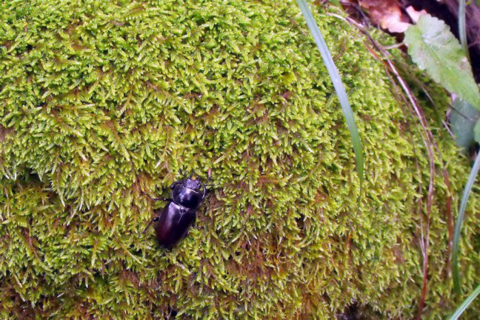 Ilustračný obrázok k článku Výstava vo Svite: Nazrite do mikrosveta chrobákov