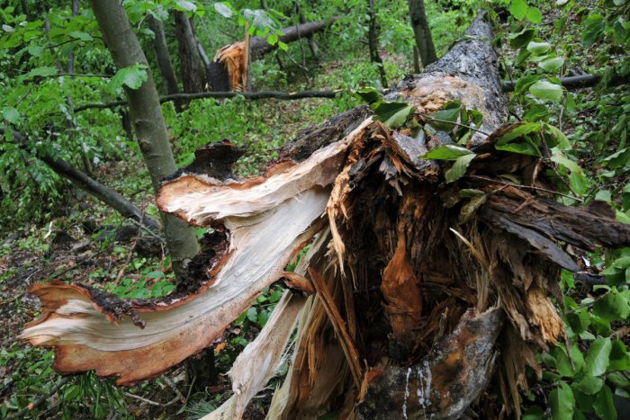 Ilustračný obrázok k článku Dvadsať rokov po veternej smršti: Na Horehroní opäť rastie zdravý les