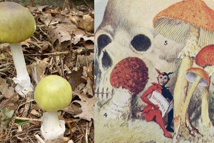 Ilustračný obrázok k článku Je chutná, ale zabíja. Ako spoľahlivo rozoznáte muchotrávku zelenú?