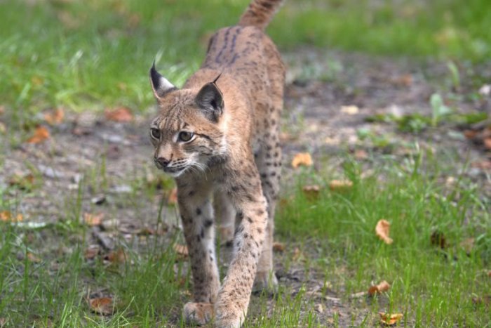 Ilustračný obrázok k článku Sloboda pre trojicu rysov. Bojnické šelmy vypustili do voľnej prírody