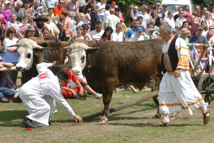 Ilustračný obrázok k článku Sihla ožije tradičnými pretekmi volských záprahov. Vystúpia folkloristi aj Senzus