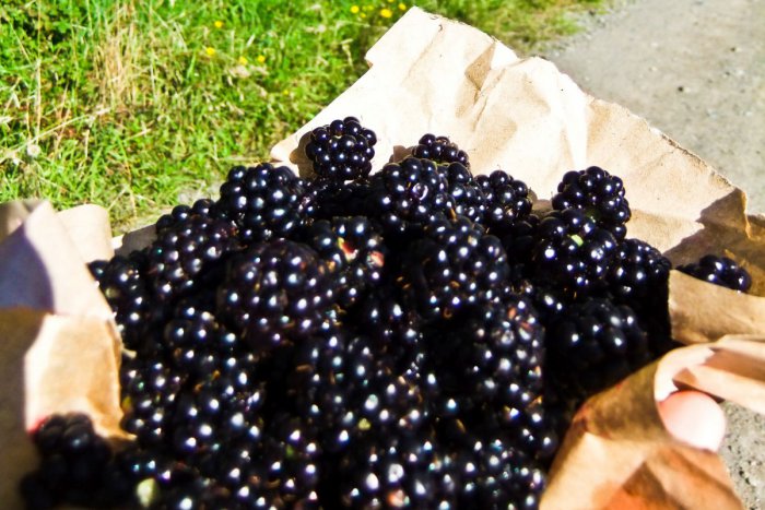 Ilustračný obrázok k článku Černice a maliny lákajú Brezňanov. LOKALITY v okolí, ktoré potešia darmi prírody