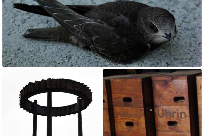 Ilustračný obrázok k článku Nemilosrdná Bratislava: Dážďovníky hynú pri zatepľovaní