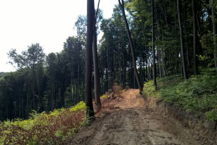 Ilustračný obrázok k článku Prešovčania a milovníci prírody sa tešia: Do Lesoparku máme novoupravenú cestu!