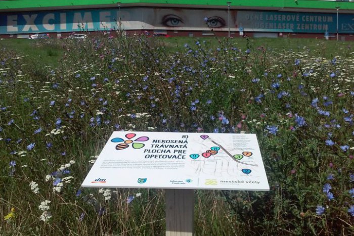 Ilustračný obrázok k článku Nekosené trávnaté plochy, vytvorené na pomoc včelám, dostali nové označenie