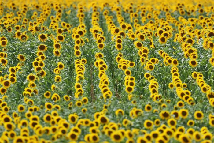 Ilustračný obrázok k článku Vedci vysvetlili pohyb slnečníc. Za slnkom sa točia iba kým sú mladé