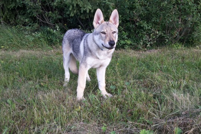 Ilustračný obrázok k článku Pri Poprade sa stratil štvornohý člen rodiny: Nevideli ste ho niekde?