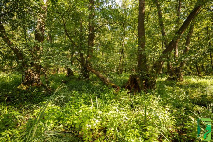 Ilustračný obrázok k článku Jediný prales svojho druhu v strednej Európe je v ohrození