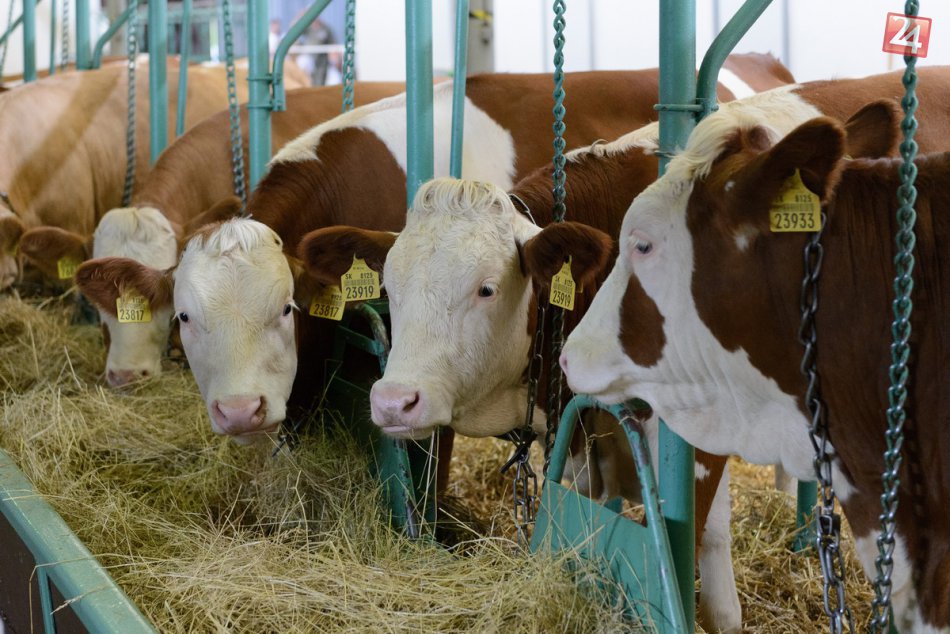 Ilustračný obrázok k článku SVET O SLOVENSKU: Bitúnok mal vykupovať choré kravy za 50 eur