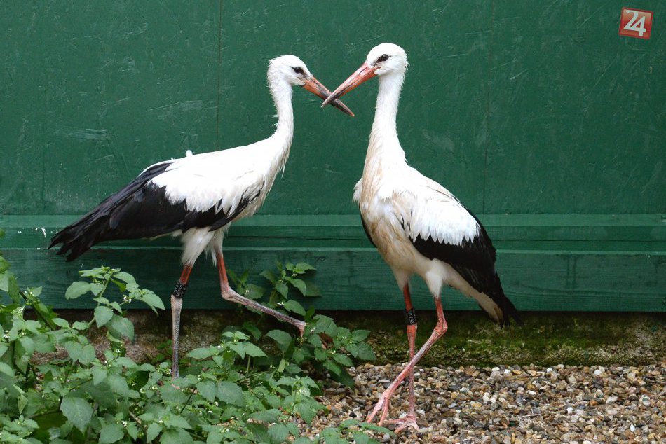 Ilustračný obrázok k článku Krásna správa z Rozhanoviec: Podarilo sa zachrániť mláďatá bocianov, FOTO