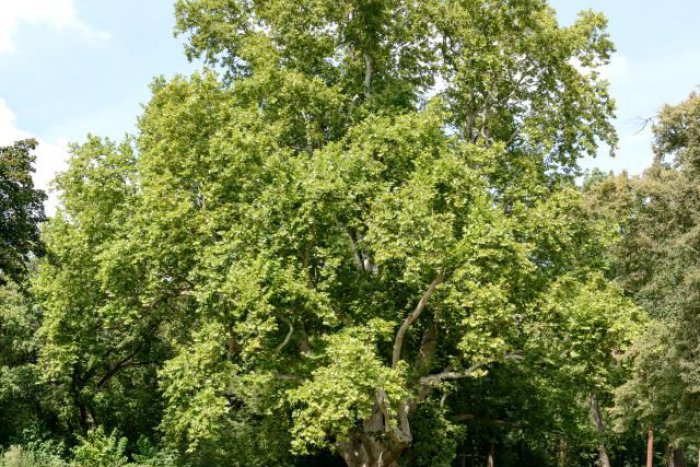 Ilustračný obrázok k článku V ankete Strom roka vedie zatiaľ 300-ročný platan z Tornale