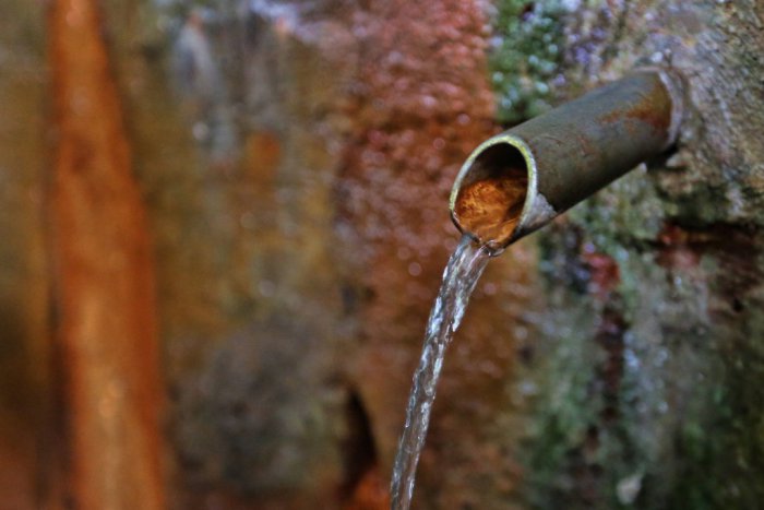 Ilustračný obrázok k článku Medokýše pod Urpínom Bystričania obľubujú. Mesto zisťovalo, či sú vhodné na pitie