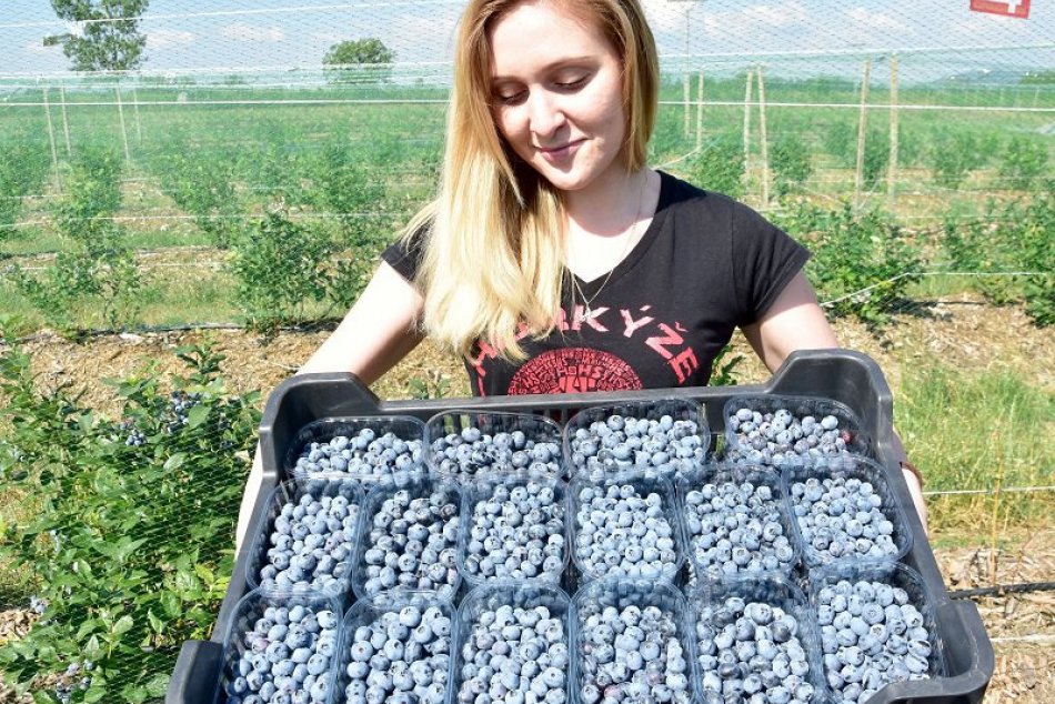 Ilustračný obrázok k článku Štartujú SAMOZBERY čučoriedok: Za KOĽKO si ich naoberáte v Banskobystrickom kraji?