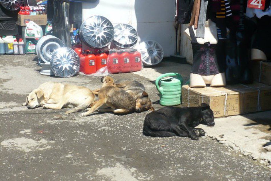 Ilustračný obrázok k článku Túlavé a uhynuté zvieratá musíte po novom nahlasovať mestskej polícii