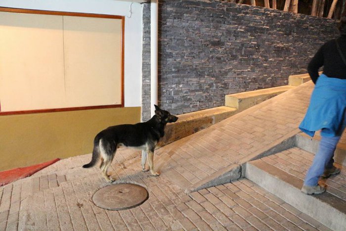 Ilustračný obrázok k článku Túlavé zvieratá je potrebné najprv nahlásiť mestskej polícii