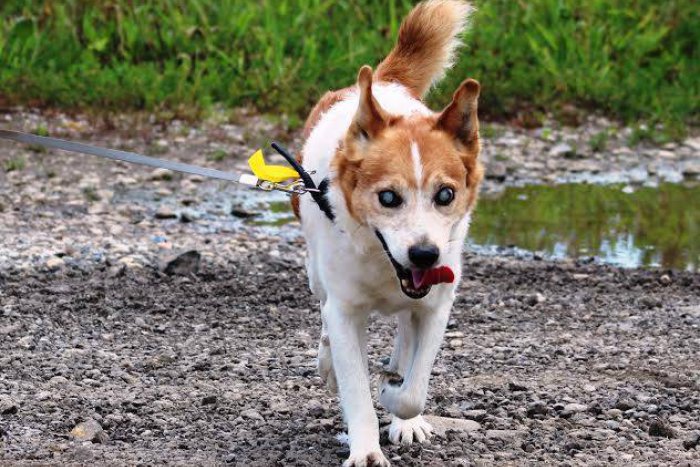 Ilustračný obrázok k článku Žiarski útulkáči s ťažkým osudom: Tri príbehy, ktoré lámu srdce