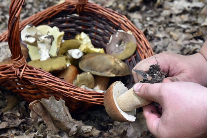 Ilustračný obrázok k článku Bystrickí daňováci odhalili kuriózny podvod. Týkal sa 7 ton sušených dubákov