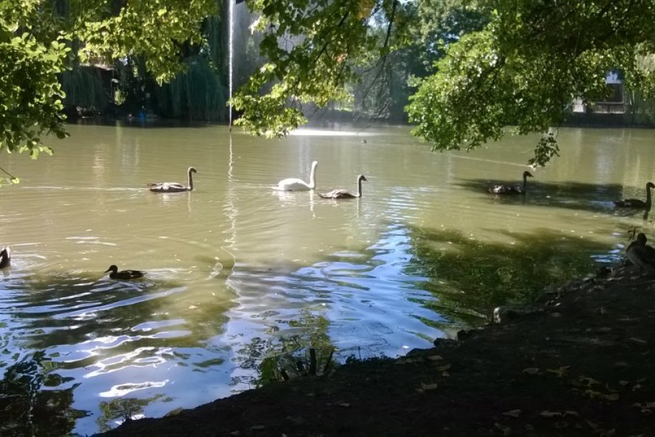 Ilustračný obrázok k článku Vtáčia chrípka je v Lučenci zažehnaná. Ľudia aj labute si konečne môžu vydýchnuť
