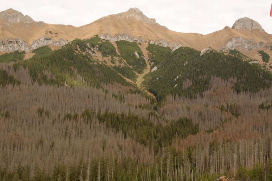 Ilustračný obrázok k článku Smutný pohľad na Tatry: Lykožrút tam ničí zdravé stromy