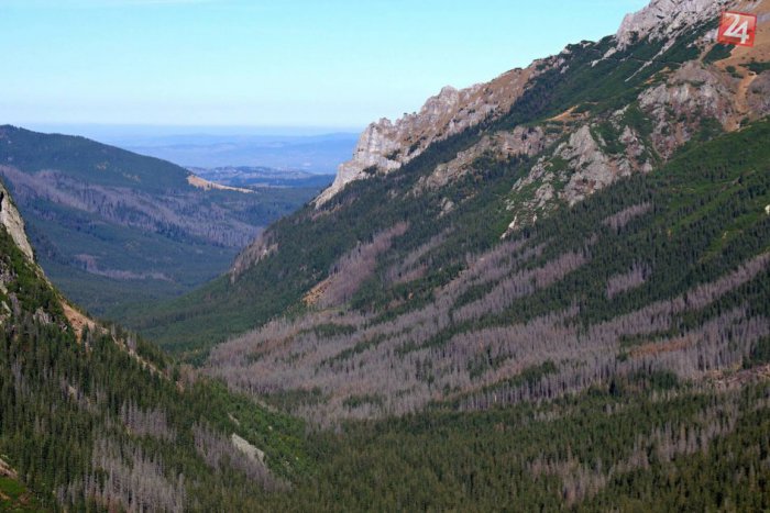 Ilustračný obrázok k článku 12 rokov riešenia lykožrúta v Tatrách mu prospieva: Stále sa hľadá spôsob boja