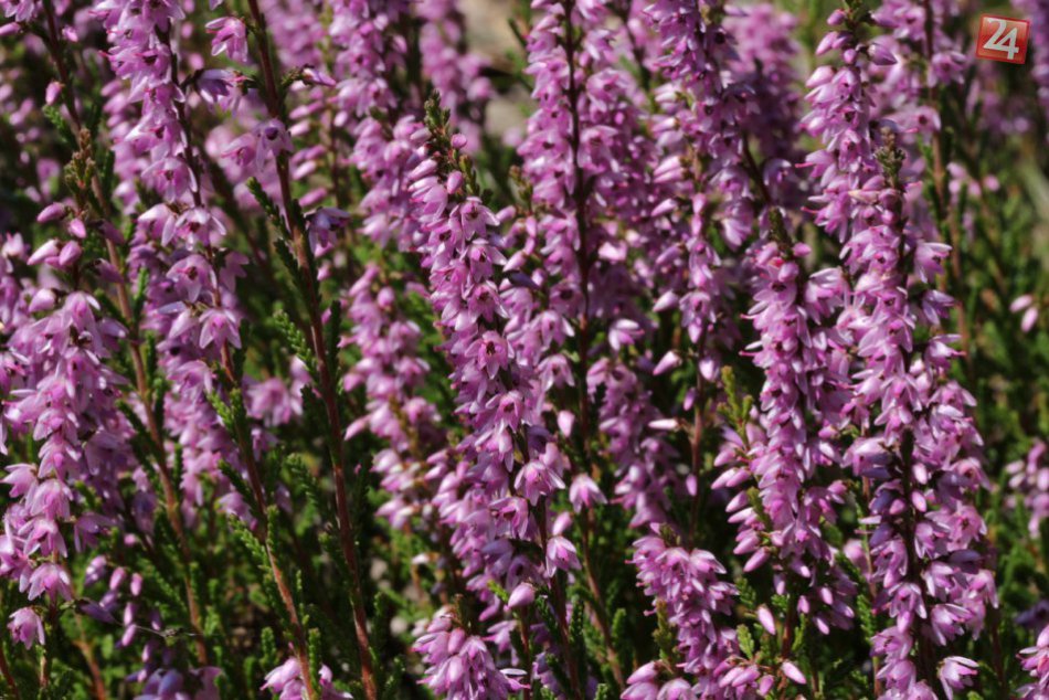 Ilustračný obrázok k článku FOTO: Príroda už postupne stráca farby. Zoborské vrchy ale kvitnú doružova