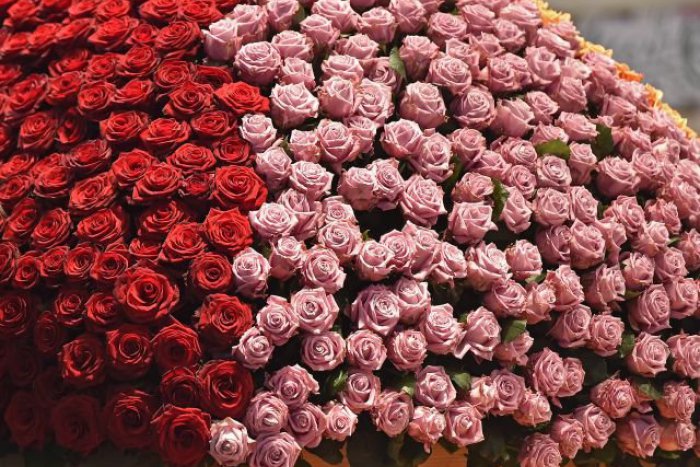 Ilustračný obrázok k článku RANNÁ ŠTVORKA: Ružové ženy môžu osláviť meniny pod slnečnou oblohou