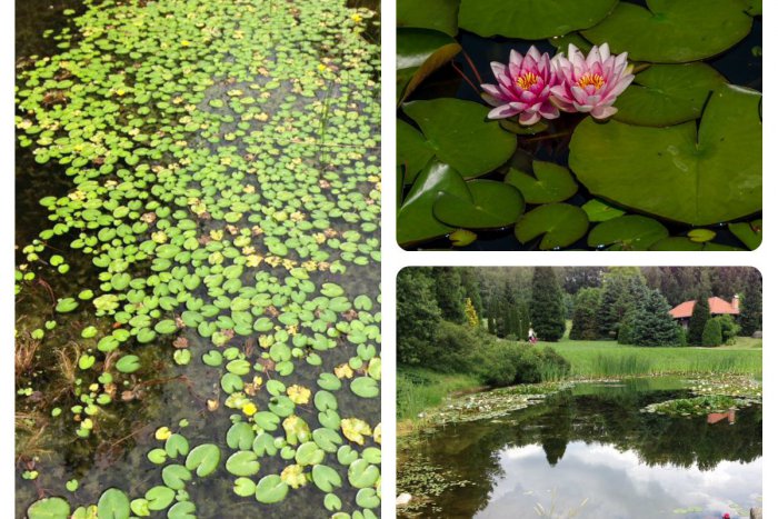 Ilustračný obrázok k článku Tip na výlet: Spoznajte kráľovstvo pestrých kvetov a vzácnych drevín