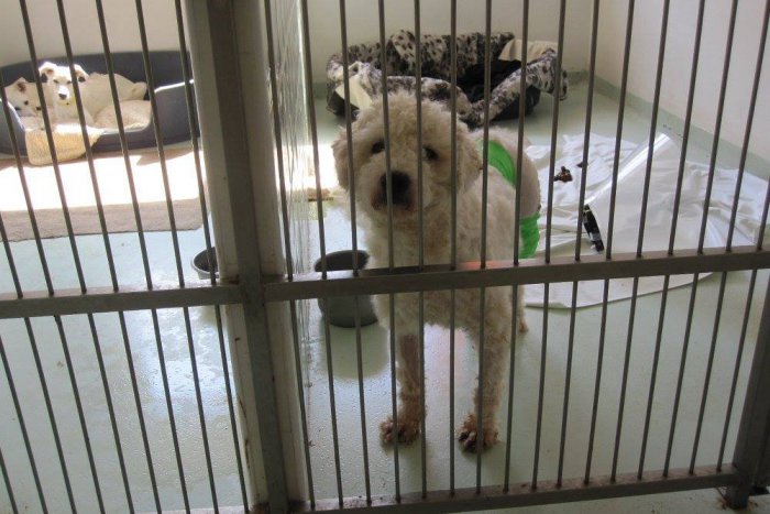 Ilustračný obrázok k článku Pomôcť obyvateľom útulku môžete aj prostredníctvom prvého dobročinného e-shopu