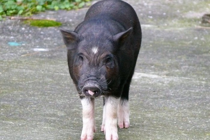 Ilustračný obrázok k článku Naháňačka v uliciach pri Miletičke: Zatúlané čínske prasiatko jednoznačne viedlo