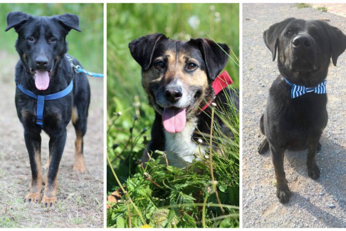 Ilustračný obrázok k článku Plemená psov, ktoré bodujú medzi Zvolenčanmi. Je v TOP 10 aj váš domáci miláčik?