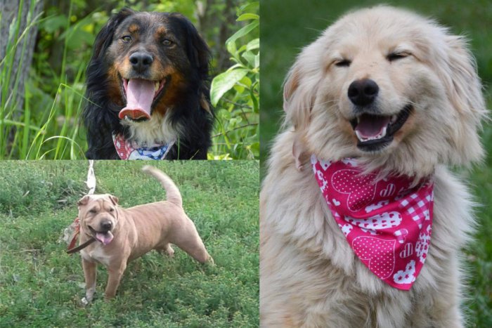 Ilustračný obrázok k článku 3 smutné príbehy z breznianskeho útulku. Psíky, ktoré si už veľa vytrpeli