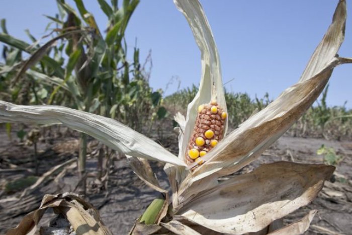 Ilustračný obrázok k článku Slovenskí vedci si posvietili na "potomstvo" rastlín z Černobyľu novou metódou