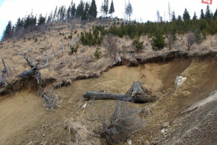 Ilustračný obrázok k článku 12 rokov po víchrici vo Vysokých Tatrách: Príroda si poradila aj sama