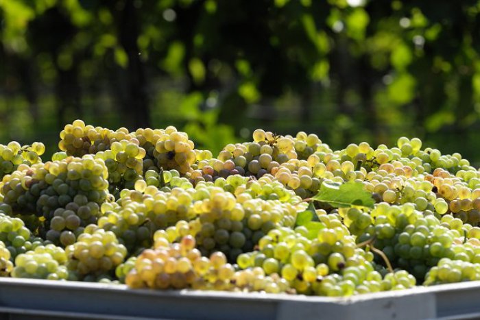 Ilustračný obrázok k článku Víno nemusíte len piť: Farbí látku, čistí pleť, detoxikuje a lieči