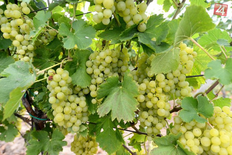 Ilustračný obrázok k článku Hodovať sa bude v Dúbravke na pódiu, v múzeu, na ľade aj v kotolni