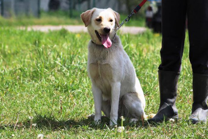Kia je šikulka. Učenlivá sučka ovláda základné povely a voči ľuďom i iným psíkom je nekonf