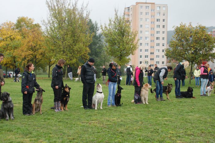 Ilustračný obrázok k článku Hľadať sa bude naj pes Dúbravky