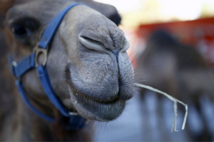 Ilustračný obrázok k článku Zaujímavé podujatie v Moravciach: Ľudia sa budú môcť povoziť na živej ťave!