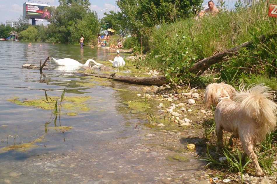 Ilustračný obrázok k článku Kŕmite labute rožkami a nechávate psa pri jazere navoľno? Pozor, nerobíte dobre!