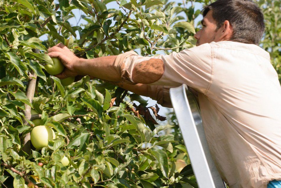 Ilustračný obrázok k článku V Žiari vzniká sad s bio ovocím: Má slúžiť na oddych aj zásobovať školy