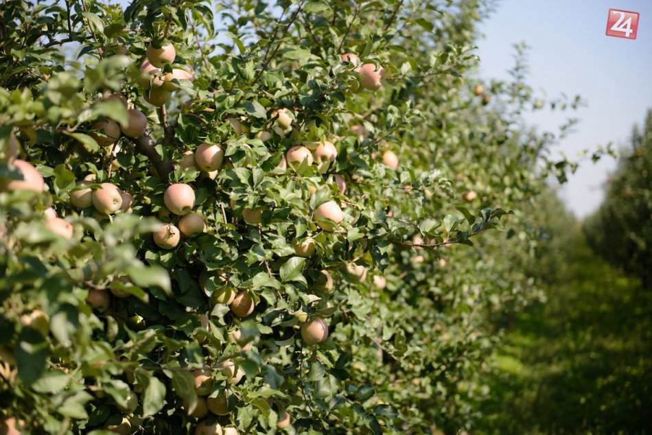 Ilustračný obrázok k článku V Petržalke vznikne mestský ovocný sad, s výsadbou začnú tento rok