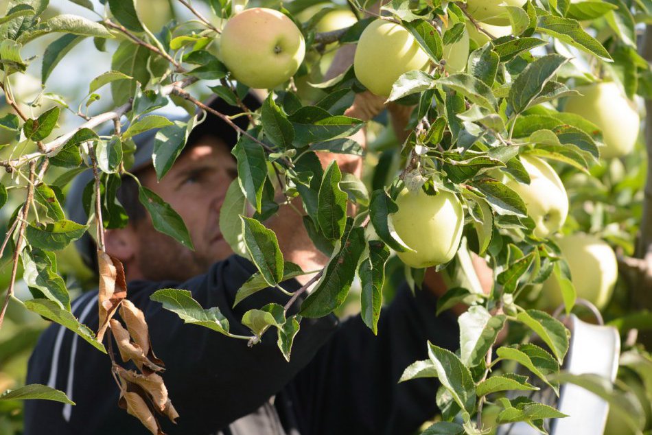 Ilustračný obrázok k článku SVET O SLOVENSKU: Kanadské jablkové sady sú atrakcia
