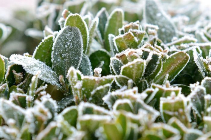 Ilustračný obrázok k článku RANNÁ ŠTVORKA: Pozor na prízemné mrazy. Dnes by ste mali ísť do práce bez auta