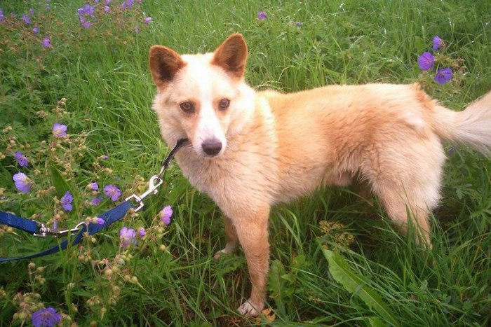 Ilustračný obrázok k článku Psíkovia z útulku našli nových majiteľov: Prázdniny neobišli ani zvieratá bez pánov