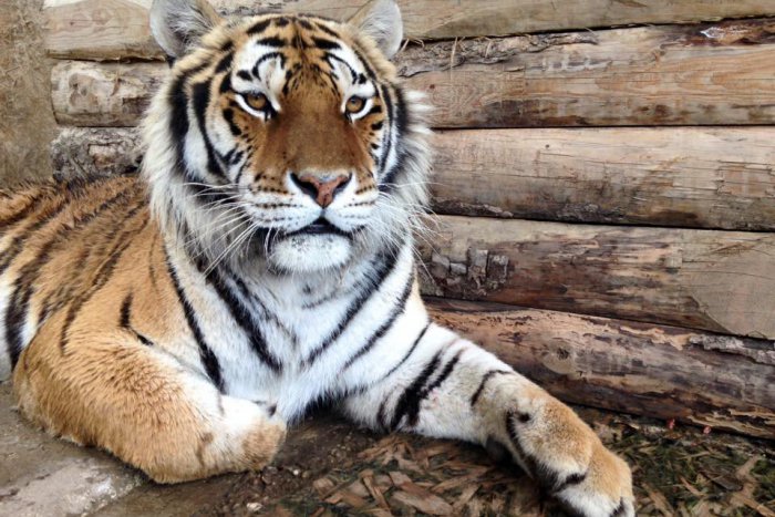 Ilustračný obrázok k článku Tip na výlet: Nádherné šelmy, ktoré vzbudzujú rešpekt, žijú tesne za Bratislavou