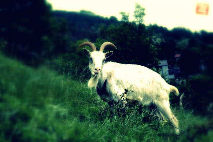 Ilustračný obrázok k článku Ružomberskej polícii sa naskytol otrasný pohľad: Koza skončila na kusy